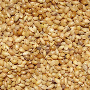 Foxtail Millet